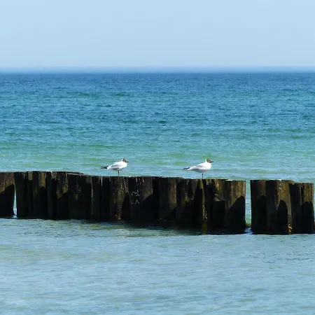Lindenstr_38 _haus Kranich_ * Zingst